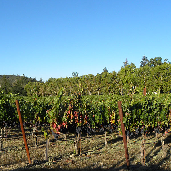 Vineyard